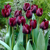 Tulip - Gavota Blend