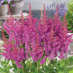 Astilbe - Blackberry Cake
