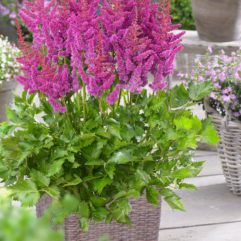 Astilbe - Visions® - Patio Kit - with Decorative Rattan Planter, Planting Medium & Root