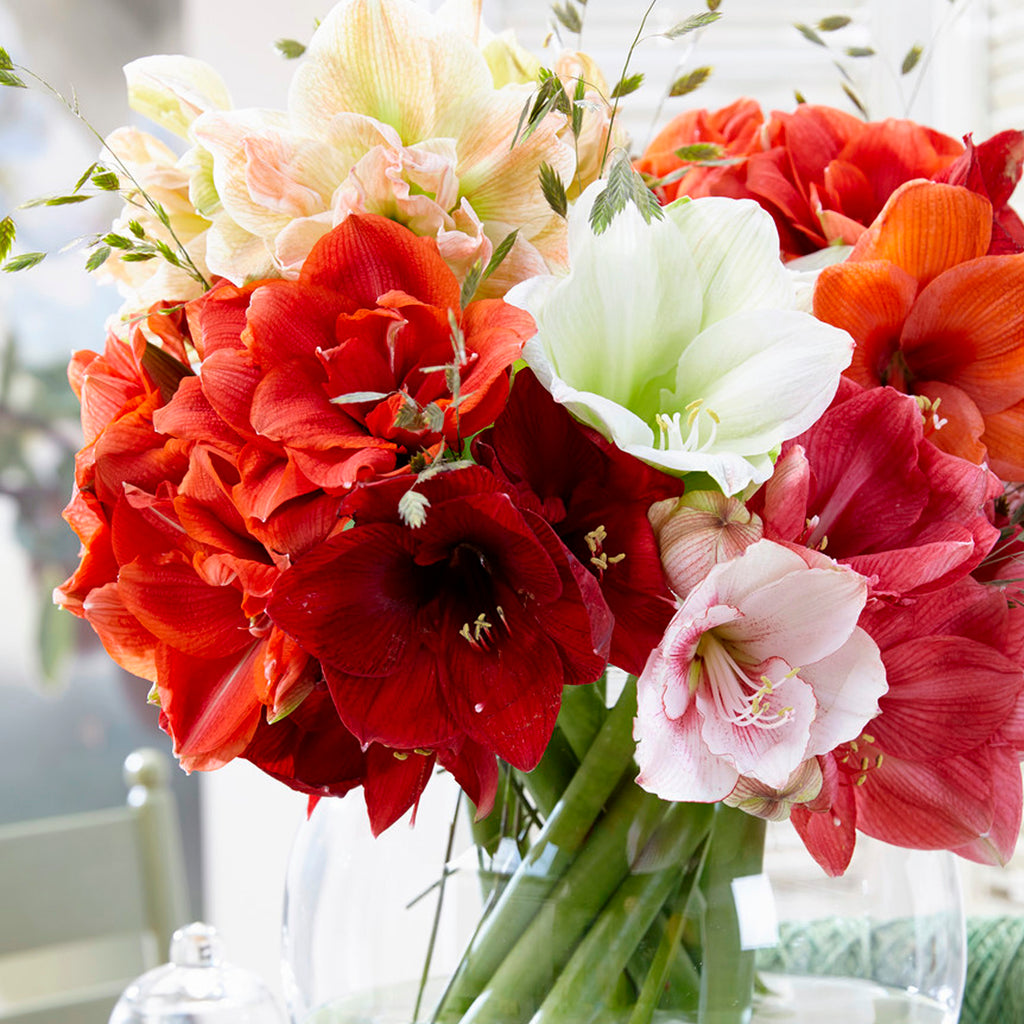 amaryllis potting mix Amaryllis - Mix