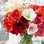 Amaryllis - Candy Floss