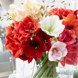Amaryllis - Candy Floss