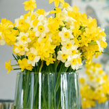 Daffodil - Perennial Deer Resistant Blend - Award Winning