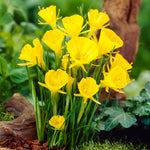 Daffodil - Golden Bells - Narcissus