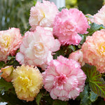 Begonia - Double Pastel Mix - Container Variety