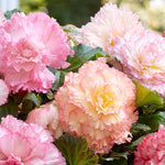 Begonia - Double Pastel Mix - Container Variety
