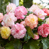 Begonia - Double Pastel Mix - Container Variety