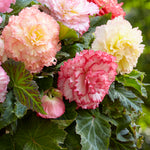 Begonia - Double Pastel Mix - Container Variety