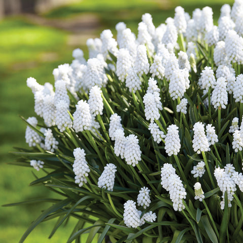 Muscari - Grape Hyacinth - Siberian Tiger®