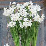 Narcissus - Paperwhite - Boxed Gift Kit