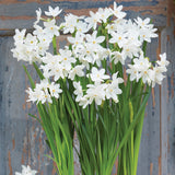 Narcissus - Paperwhite - Kit - with Metal White Chalk Cachepot