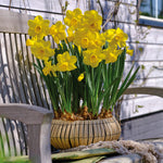 Daffodil - Season of Sunshine Mix