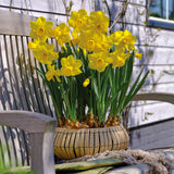 Daffodil - Season of Sunshine Mix