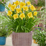 Daylily Patio Kit - with Decorative Rattan Planter, Planting Medium & Root