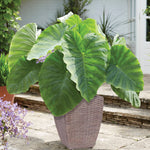Elephant Ear - Patio Kit - with Decorative Rattan Planter, Planting Medium & Bulb