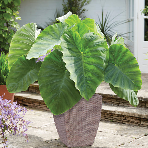 Elephant Ear - Patio Kit - with Decorative Rattan Planter, Planting Medium & Bulb