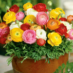 Ranunculus - Buttercups - Double Blooming Mix