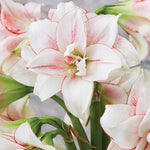 Amaryllis - Elvas