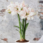 Amaryllis - Elvas