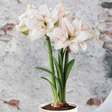 Amaryllis - Elvas