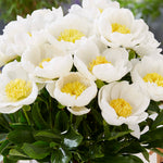 Peony - White & Pink Blend