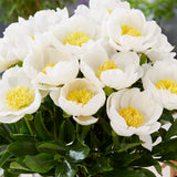 Peony - White & Pink Blend