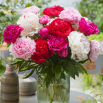 Peony - Mixed Colors