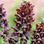 Fritillaria - Persica