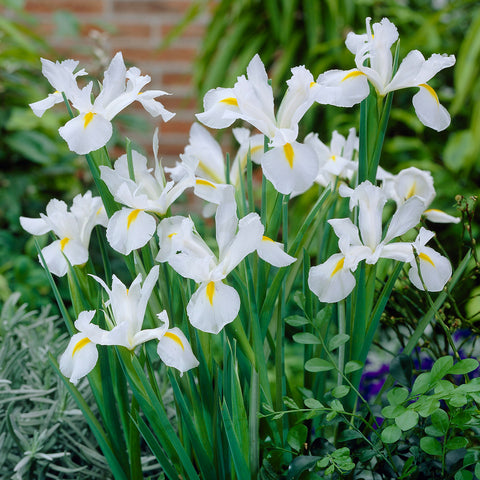 Dutch Iris - Wedgewood