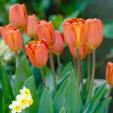 Tulip - Pastel Parade Blend