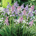 Scilla - Spanish Bluebells - Mixed Colors