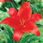 Lily - Asiatic - Prunotto