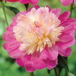 Peony - White & Pink Blend