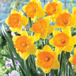 Daffodil - Akita