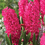 Hyacinth - Jan Bos - Prepared - for Indoor Forcing