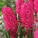 Hyacinth - Jan Bos - Prepared - for Indoor Forcing