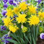 Daffodil - Rip van Winkle