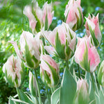 Tulip - Viridiflora - Esperanto Blend