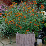 Asclepias - Butterfly Milkweed - Patio Kit - with Decorative Rattan Planter, Planting Medium & Roots