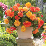 Begonia - Golden Balcony - Patio Kit - with Decorative Rattan Planter, Planting Medium & Bulbs