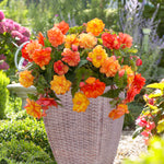 Begonia - Golden Balcony - Patio Kit - with Decorative Rattan Planter, Planting Medium & Bulbs