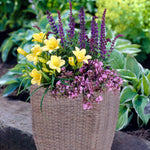 Sun Garden - Patio Kit - With Decorative Rattan Planter, Planting Medium & Roots