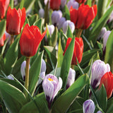 Tulips & Crocus - Karma Cottage Garden Blend