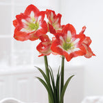 Amaryllis - Minerva - Kit - with Silver Swirl Ceramic Planter