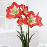 Amaryllis - Minerva - Kit - with Silver Swirl Ceramic Planter