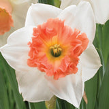 Daffodil -  Living Coral - 2019 Color Of The Year