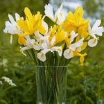 Dutch Iris - Mix - Mammoth Bulbs