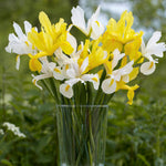 Dutch Iris - Wedgewood